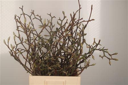 <h4>Magnolia Grandiflora Grillig 60cm P</h4>