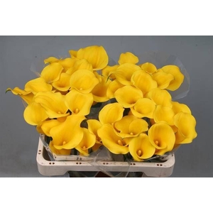 Calla Goldcup