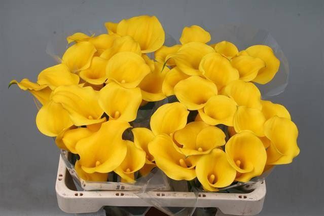 <h4>Calla Goldcup</h4>