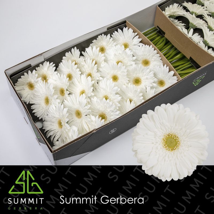 <h4>Gerbera Swanlake Doos</h4>