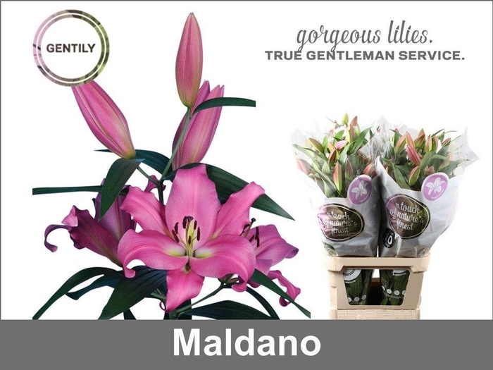 <h4>Li Ot Maldano 4+</h4>