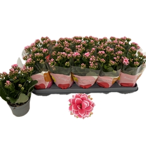 KAL GE ROSE FL ESME
