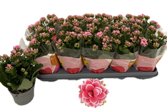 <h4>KAL GE ROSE FL ESME</h4>