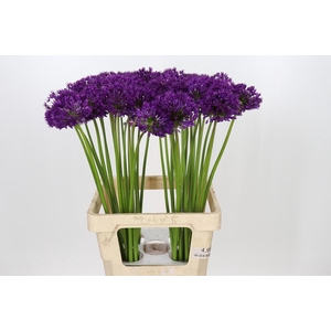 Allium Purple Sensation