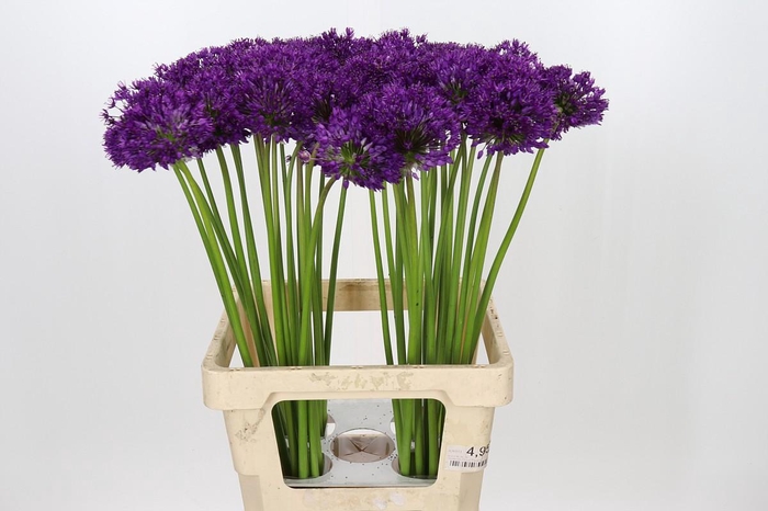 <h4>Allium Purple Sensation</h4>