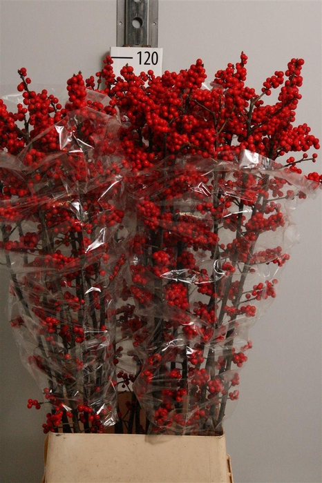 <h4>Ilex Ve Rode Bes</h4>