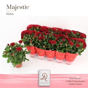 Rosa Scarlet Mercedes Kordana