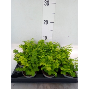 Adiantum raddi. 'Fritz-Luthi'