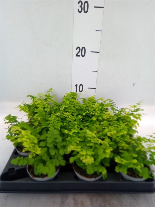 <h4>Adiantum raddi. 'Fritz-Luthi'</h4>