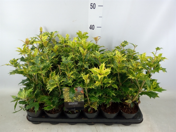 <h4>Osmanthus heteroph. 'Goshiki'</h4>