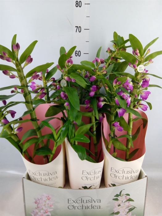 <h4>Dendrobium nob. 'StarCla Akatsuki'</h4>