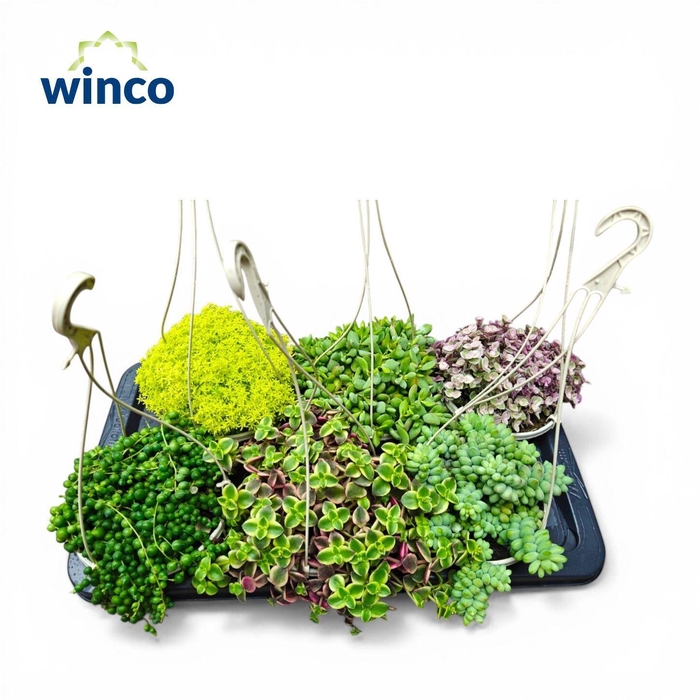 <h4>Succulent Hanging Basket Mix</h4>