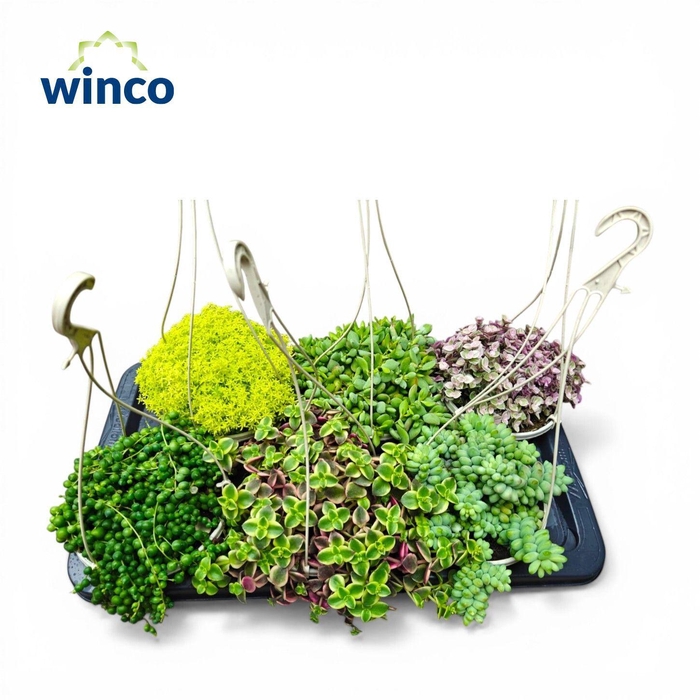 <h4>Succulent Hanging Basket Mix</h4>