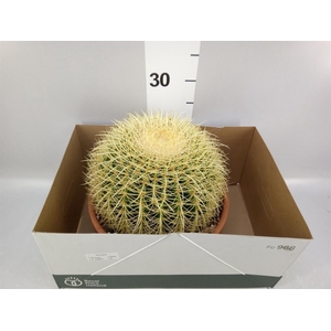 Echinocactus grusonii
