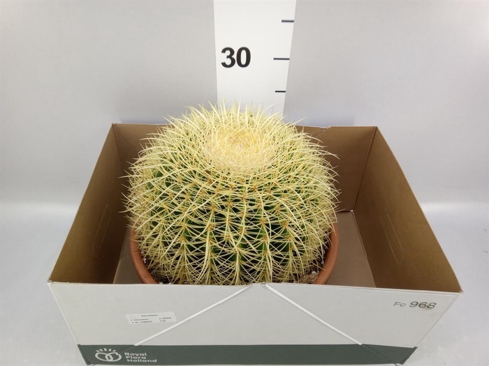 <h4>Echinocactus grusonii</h4>