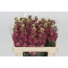 Matthiola incana StoX Antique Rose