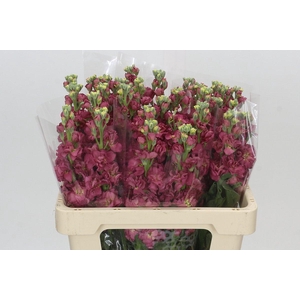 Matthiola incana StoX Antique Rose