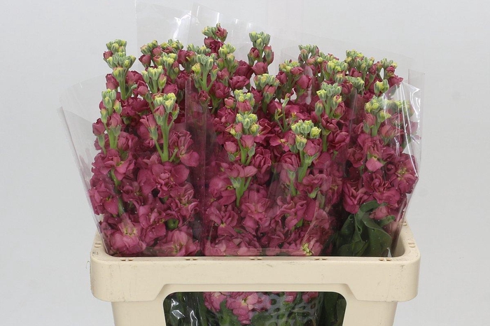 <h4>Matthiola incana StoX Antique Rose</h4>