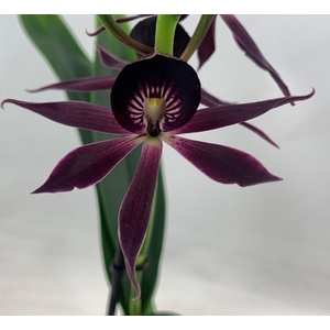 ORCHIDEEEN OVERIG