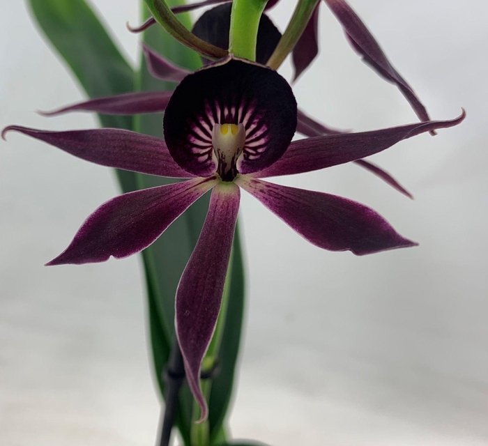 <h4>ORCHIDEEEN OVERIG</h4>