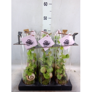 Arr.  Dischidia