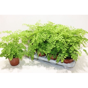 Adian Rad Fragrans