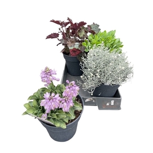 VASTE PLANT GEM 4 SO