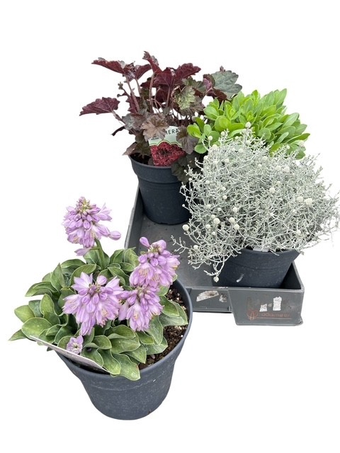 <h4>VASTE PLANT GEM 4 SO</h4>