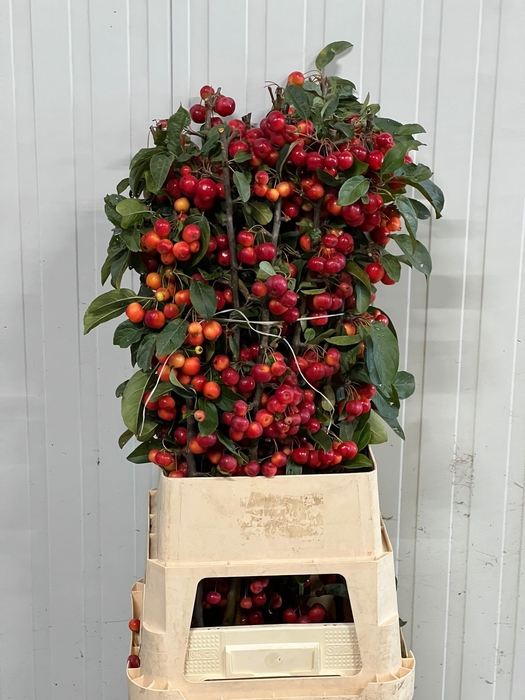 <h4>MALUS RED SENTINEL</h4>