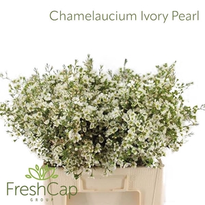 Chamelaucium Ivory Pearl