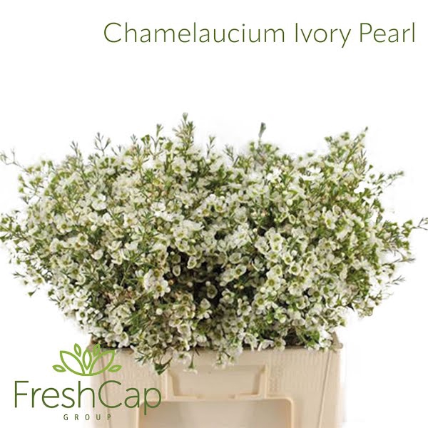 <h4>Chamelaucium Ivory Pearl</h4>