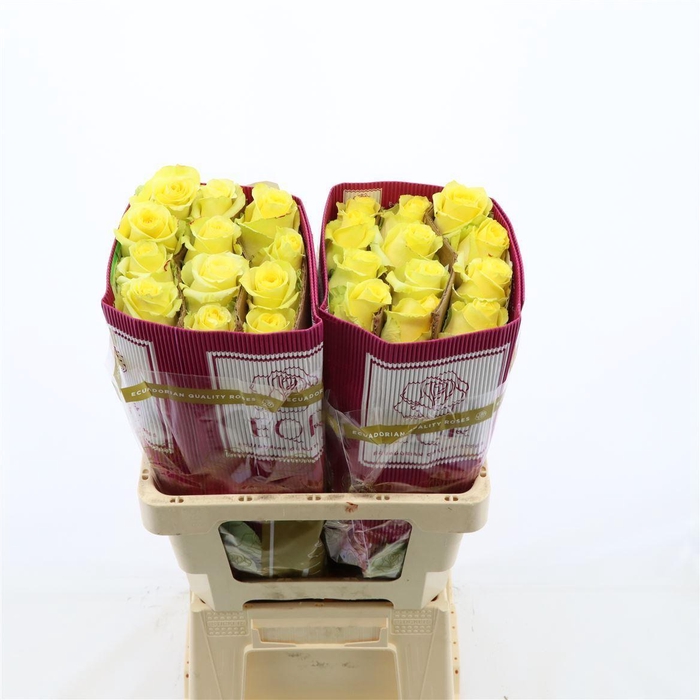 <h4>Rosa gr Tara</h4>