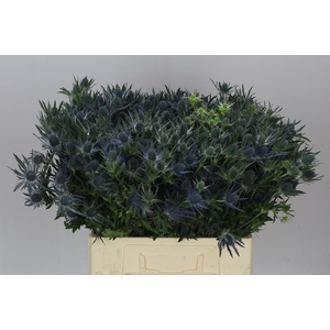 Eryngium Blue Lagoon