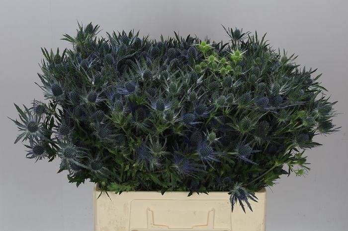 <h4>Eryngium Blue Lagoon</h4>