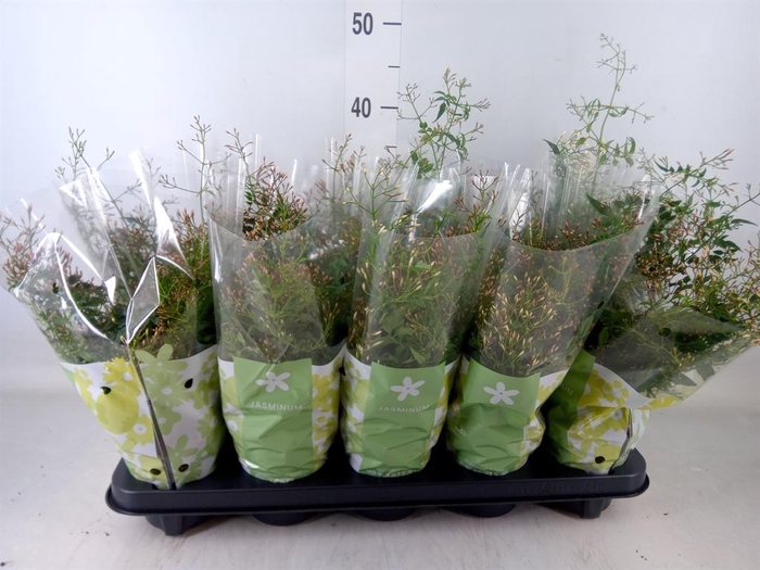 <h4>Jasminum polyanthum</h4>