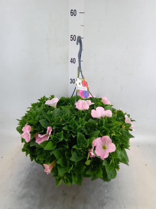 <h4>Petunia   ...</h4>