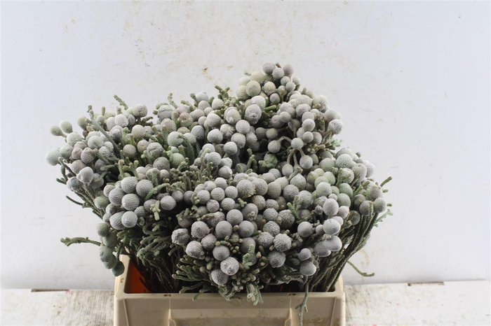 <h4>Kaaps Silver Brunia</h4>