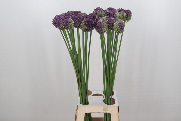 <h4>Allium Pink Lady</h4>