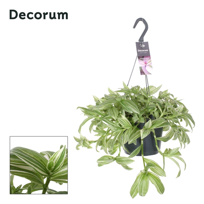<h4>Tradescantia Ivory Hill</h4>