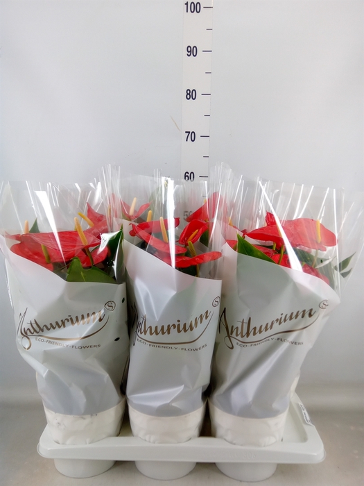 <h4>Anthurium andr. 'Minnesota'</h4>