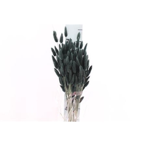 Dried Lagurus Bleached Black Bs