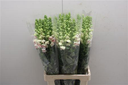 <h4>Antir Poto Appleblos</h4>