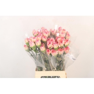 Di St Minami Orange Peach