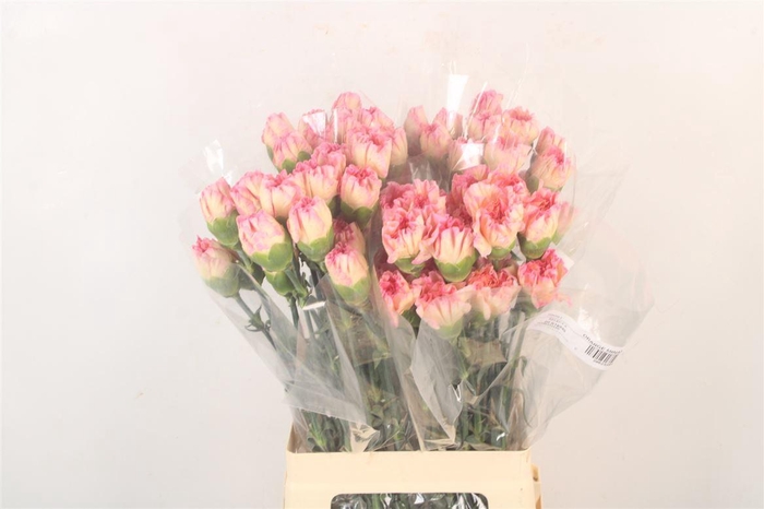 <h4>Di St Minami Orange Peach</h4>