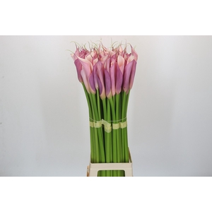Zantedeschia Eydolls Purple Pink