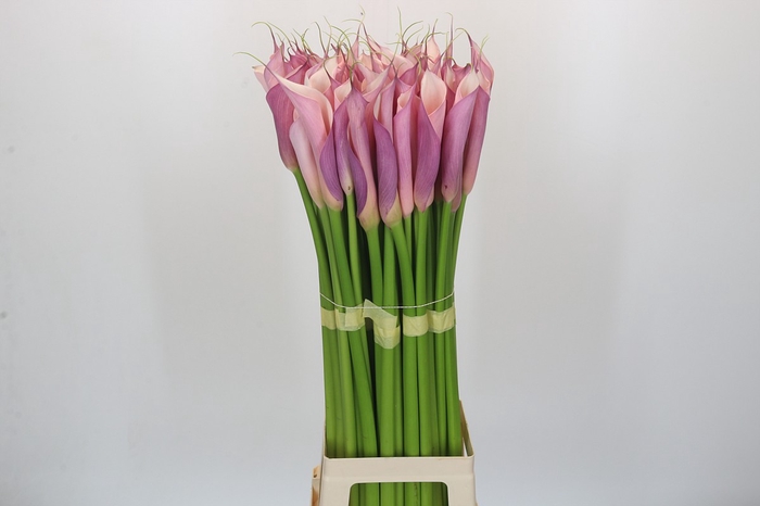 Zantedeschia Eydolls Purple Pink