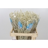 Amaranthus Yearming Desert