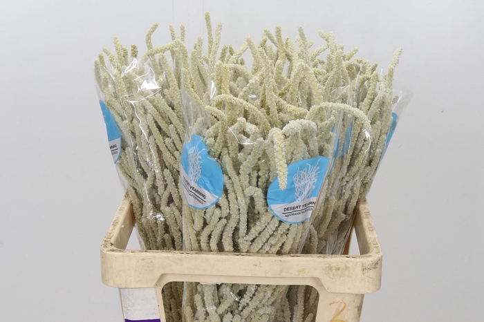 <h4>Amaranthus Yearming Desert</h4>