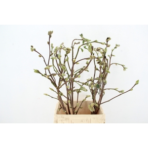 MAGNOLIA SUPERBA 080CM