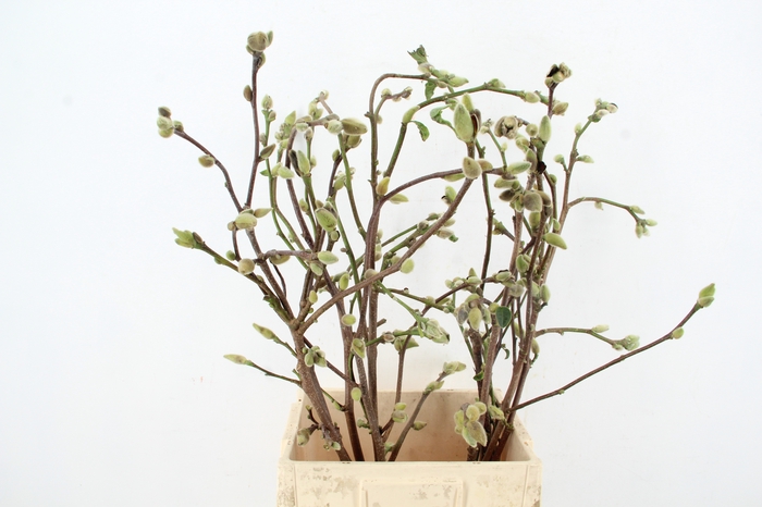 <h4>MAGNOLIA SUPERBA 080CM</h4>